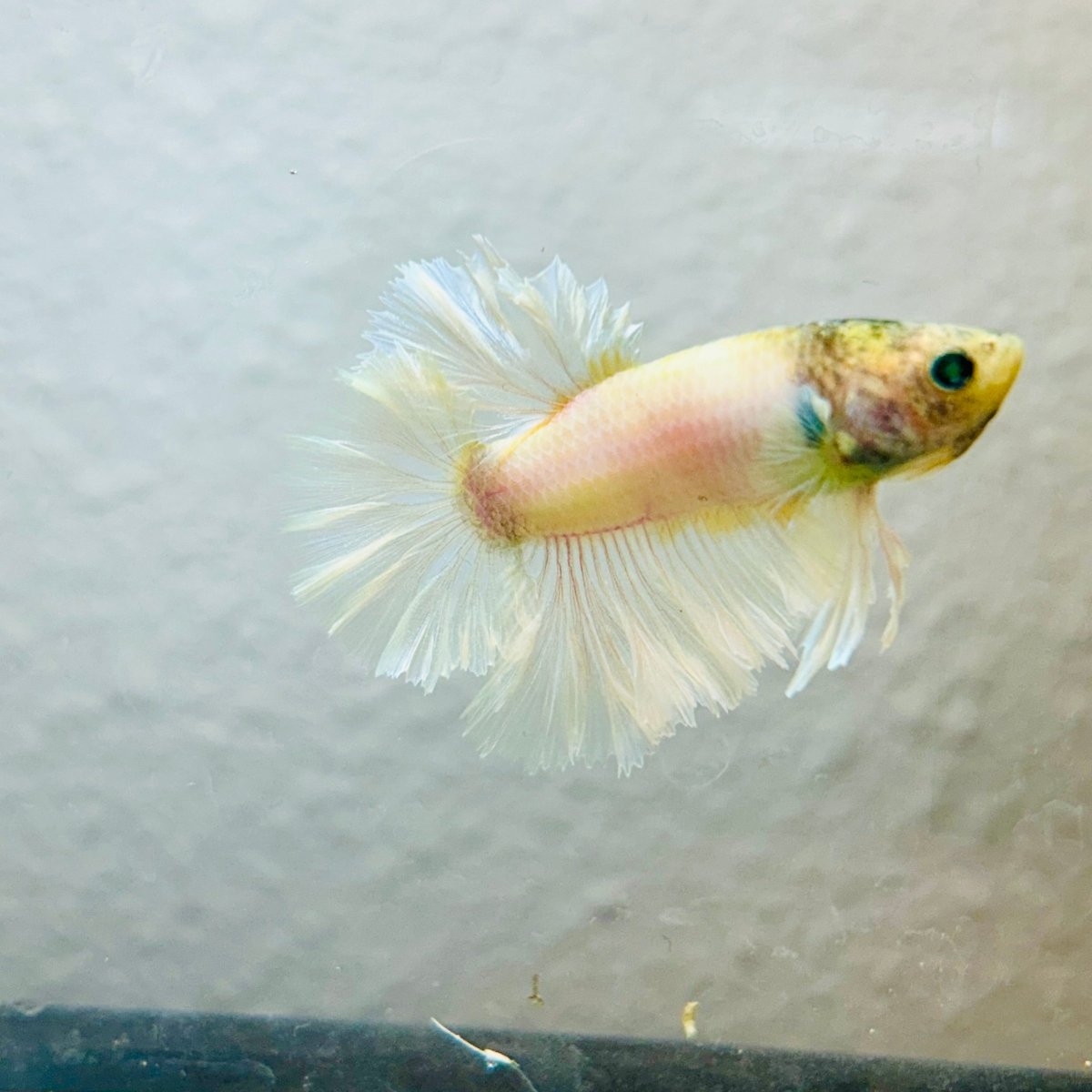 Rosetail Light Yellow Neon Male Betta 052