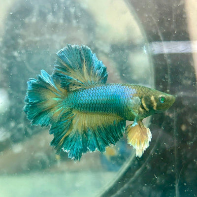 Rosetail Mustard Gas Neon Betta - 186