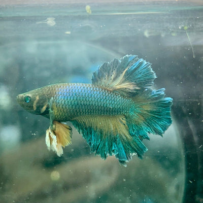 Rosetail Mustard Gas Neon Betta - 186