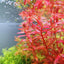 Rotala Red for Sale | Live Aquarium Plant | JustFishyThing Live Aquarium Plant justfishything