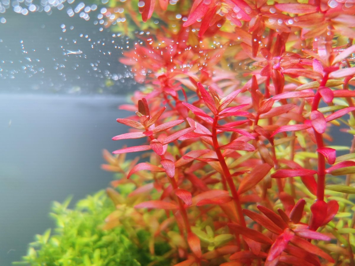 Rotala roja