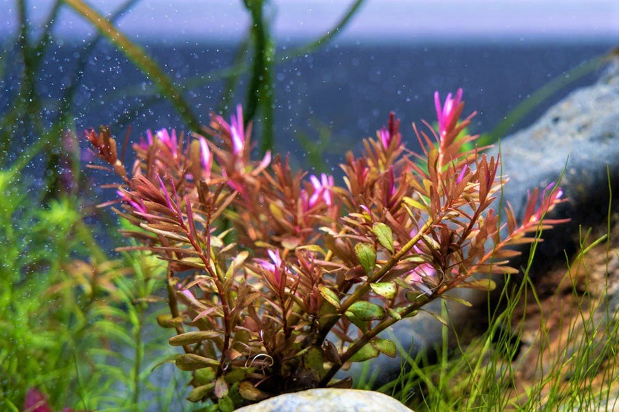 Rotala Red for Sale | Live Aquarium Plant | JustFishyThing Live Aquarium Plant justfishything