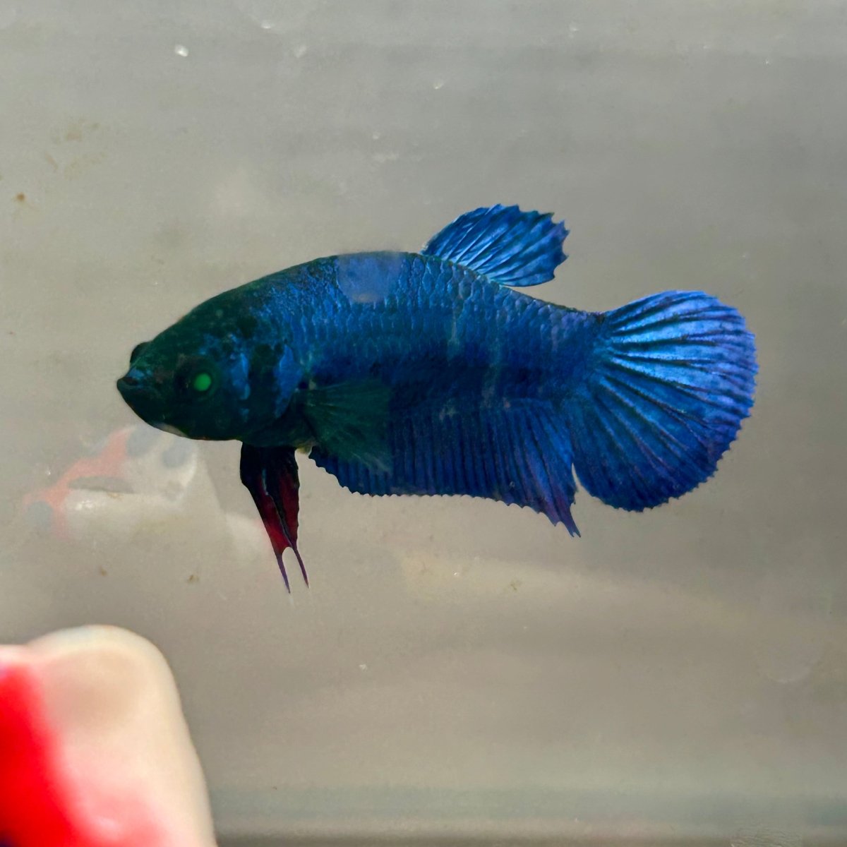 Royal Blue Hybrid Neon Plakat - Female Betta 164