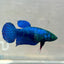 Royal Blue Hybrid Neon Plakat - Female Betta 164