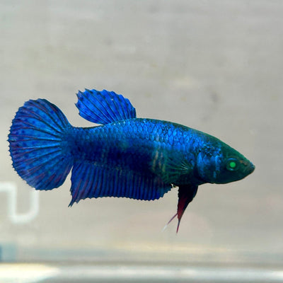 Royal Blue Hybrid Neon Plakat - Female Betta 164
