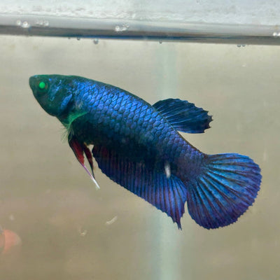 Royal Blue Hybrid Neon Plakat - Female Betta 164