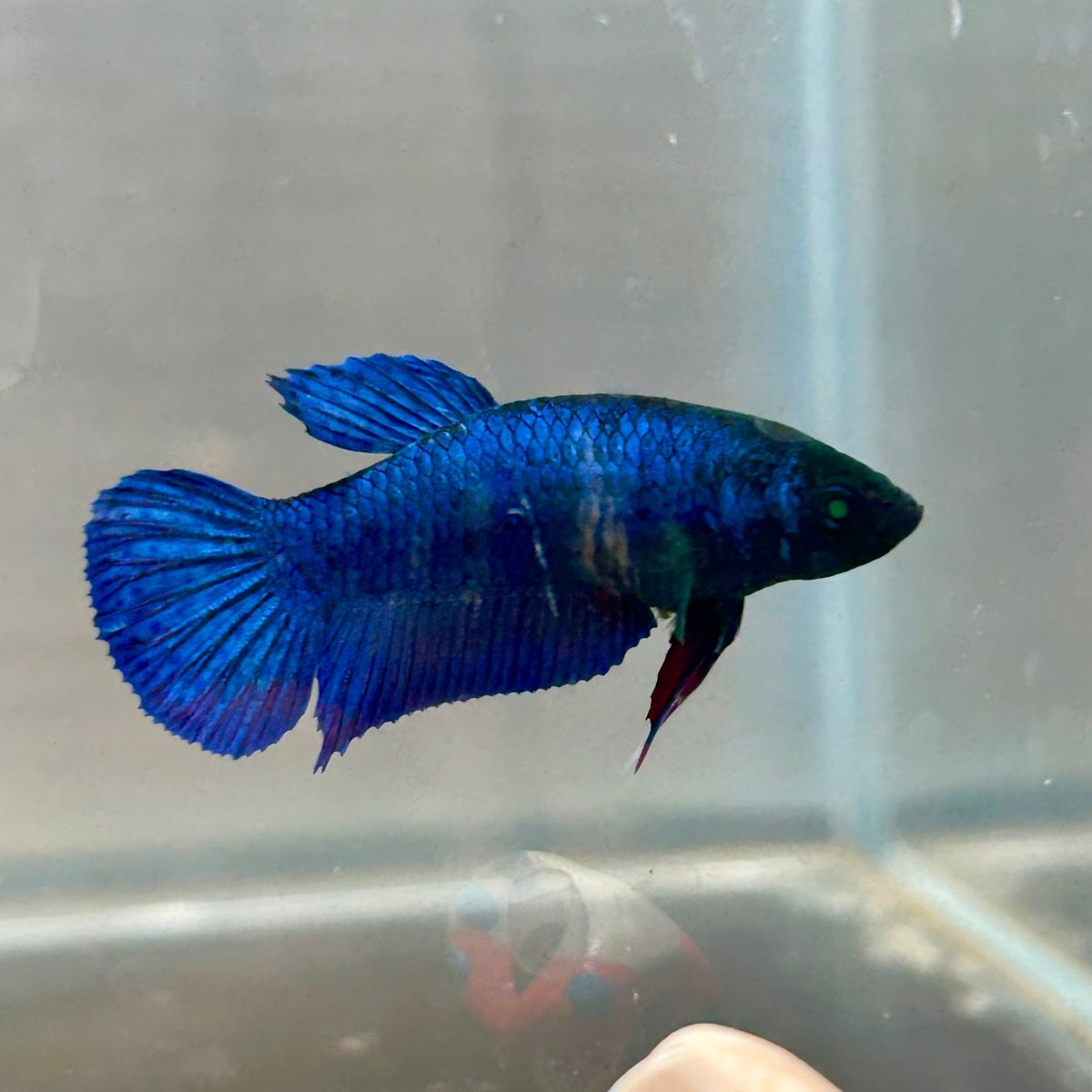Royal Blue Hybrid Neon Plakat - Female Betta 164