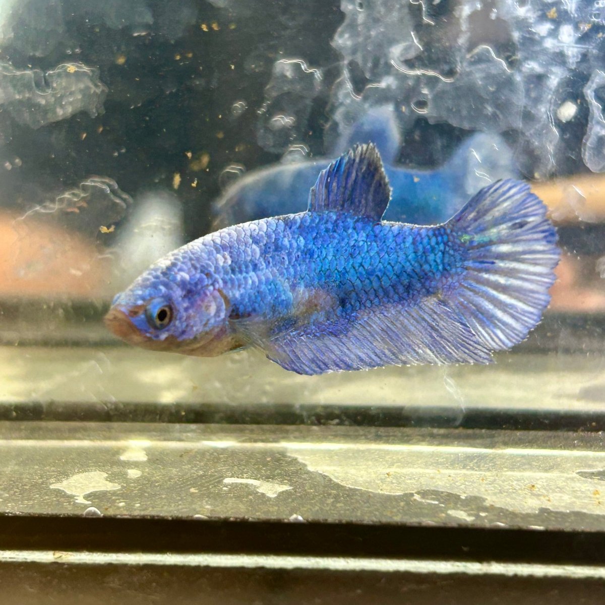 Royal Blue Plakat - Female Betta 002