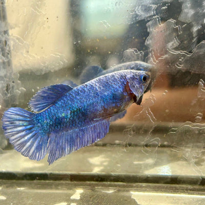 Royal Blue Plakat - Female Betta 002