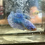 Royal Blue Plakat - Female Betta 002