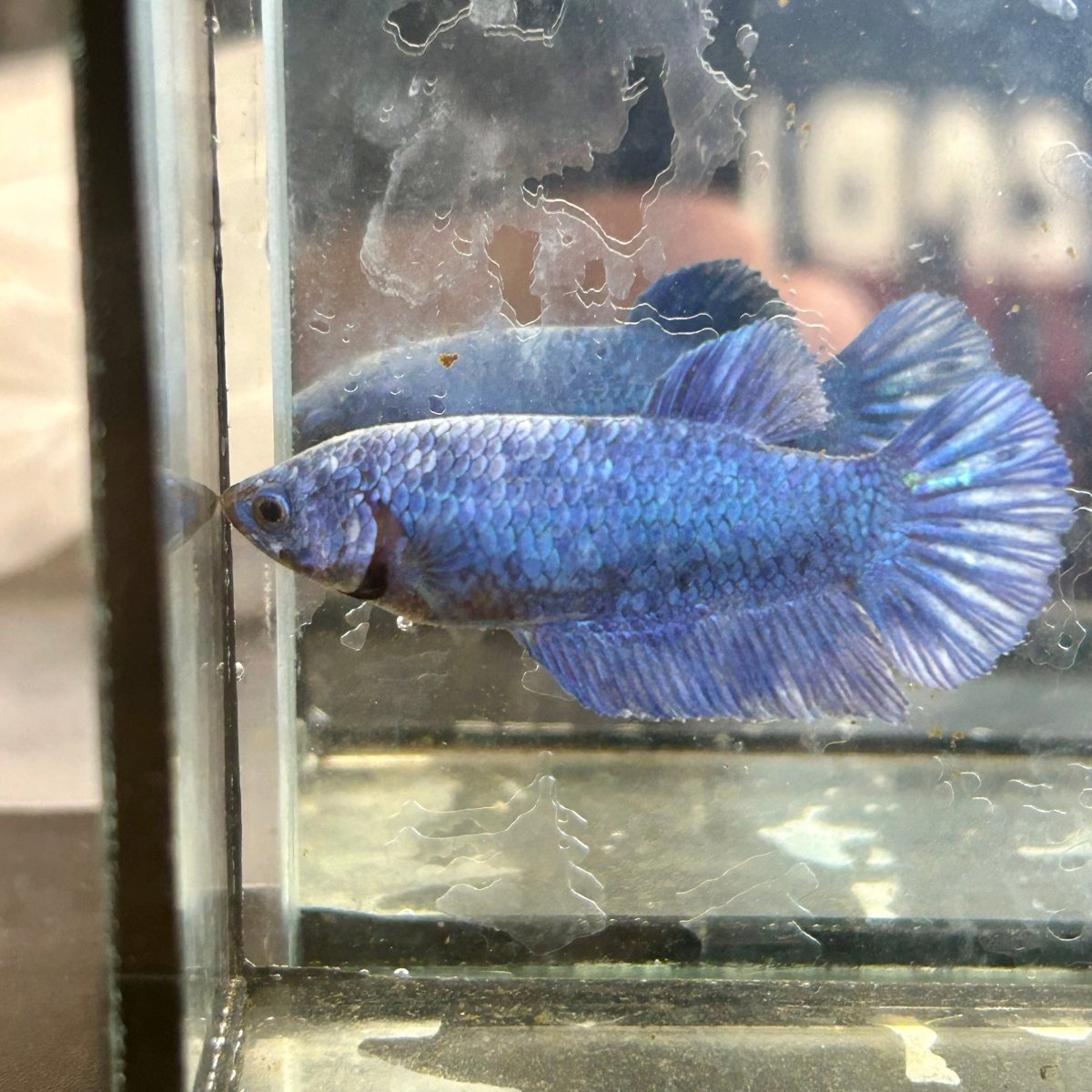Royal Blue Plakat - Female Betta 002