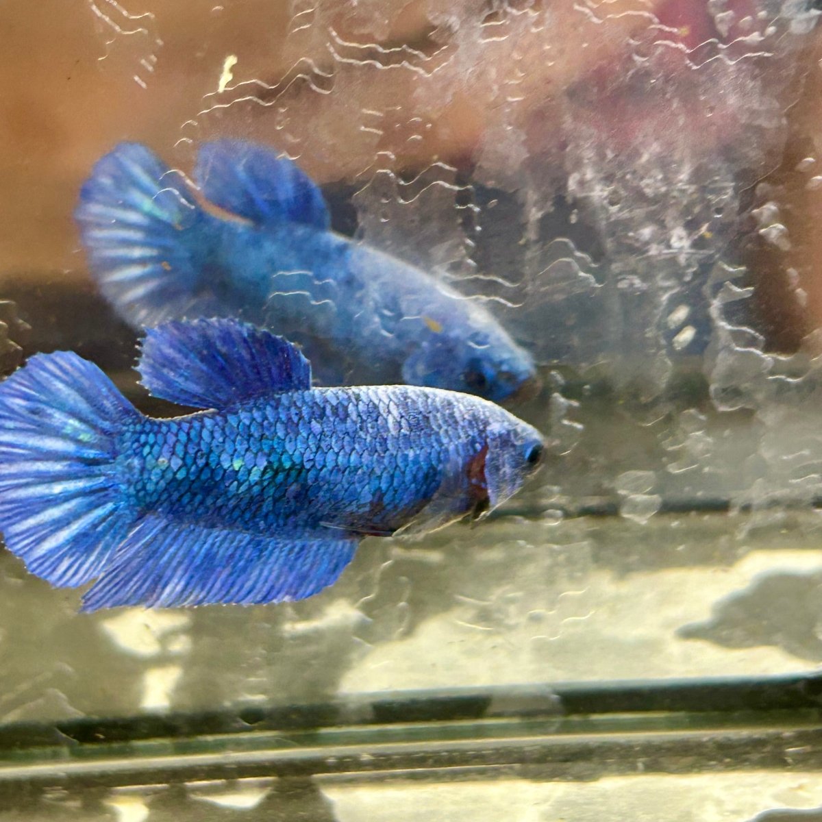 Royal Blue Plakat - Female Betta 002