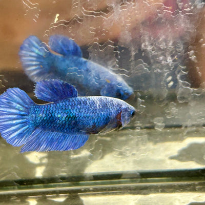 Royal Blue Plakat - Female Betta 002