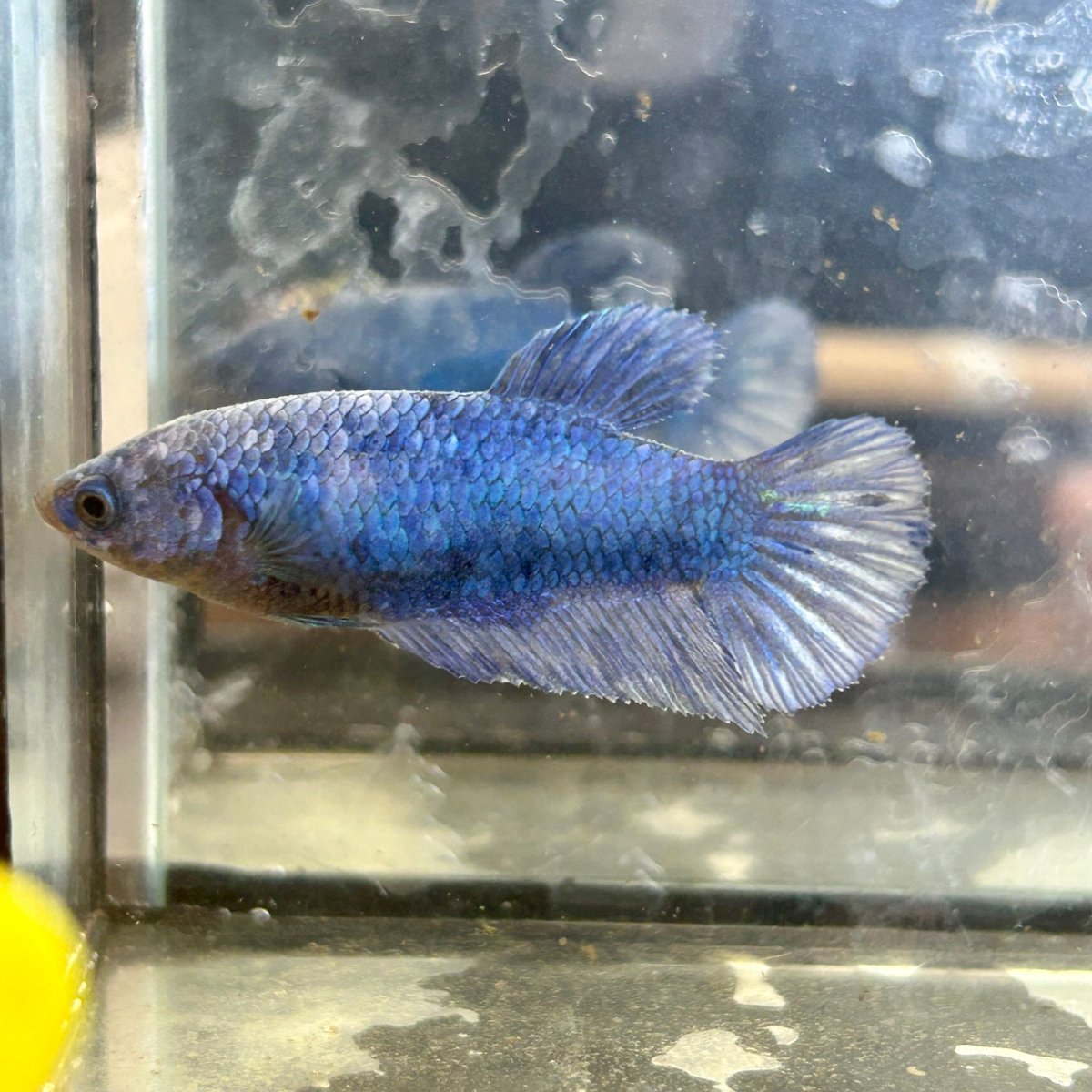 Royal Blue Plakat - Female Betta 002