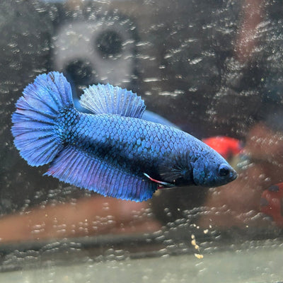 Royal Blue Plakat - Female Betta A18