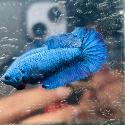Royal Blue Plakat - Female Betta A18