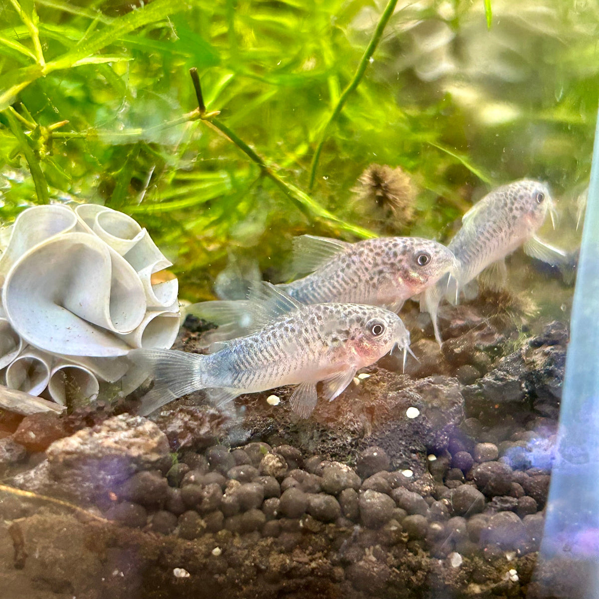 Corydoras Simillis