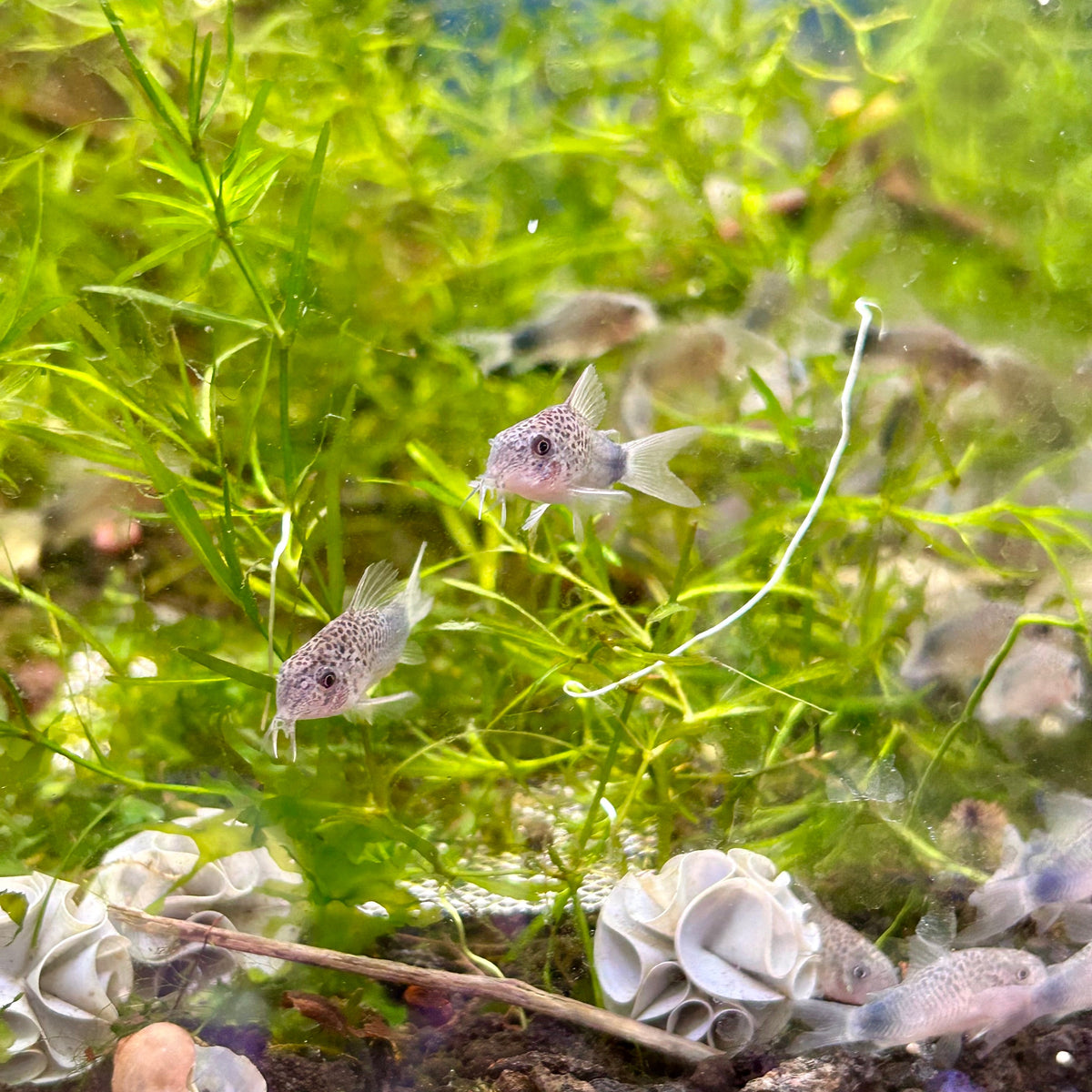 Corydoras Simillis