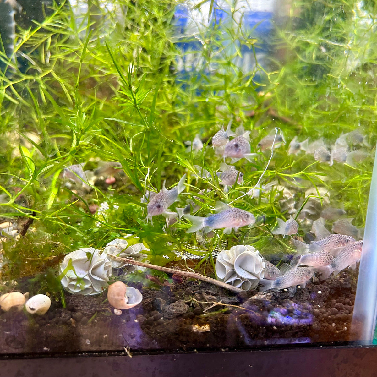 Corydoras Simillis