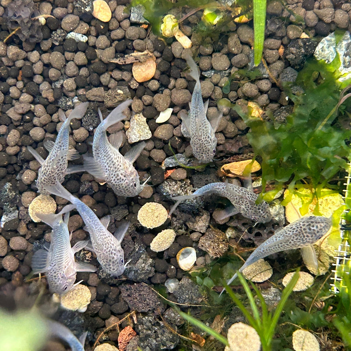 Corydoras Simillis