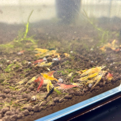 Skittle Neocaridina Shrimp - 10+1 Pack