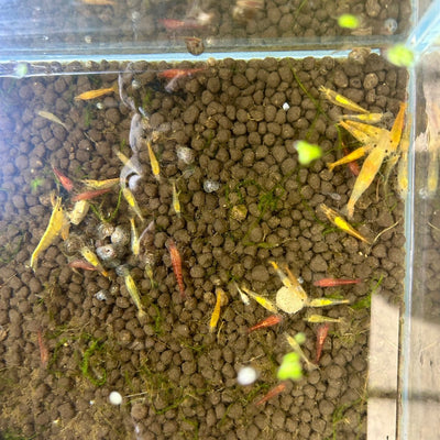 Skittle Neocaridina Shrimp - 10+1 Pack
