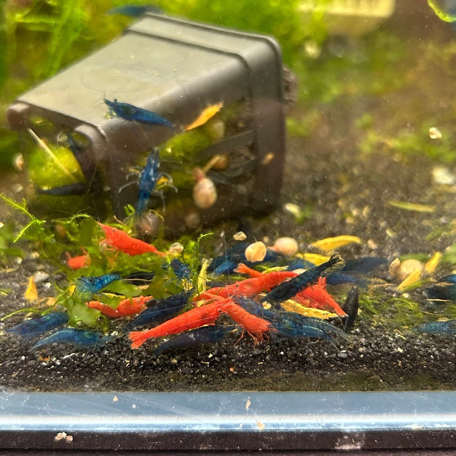 Skittles Neocaridina Shrimp - Multicolor - Good Grade Live Animals 10+1 shrimp