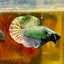 Solid Copper Plakat - Male Betta 131