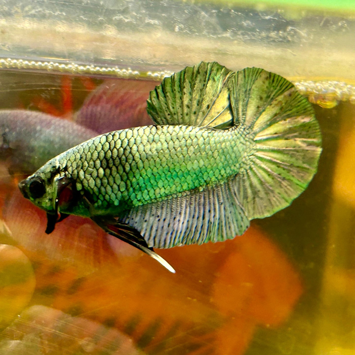 Solid Copper Plakat - Male Betta 131