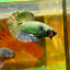 Solid Copper Plakat - Male Betta 131