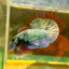 Solid Copper Plakat - Male Betta 131