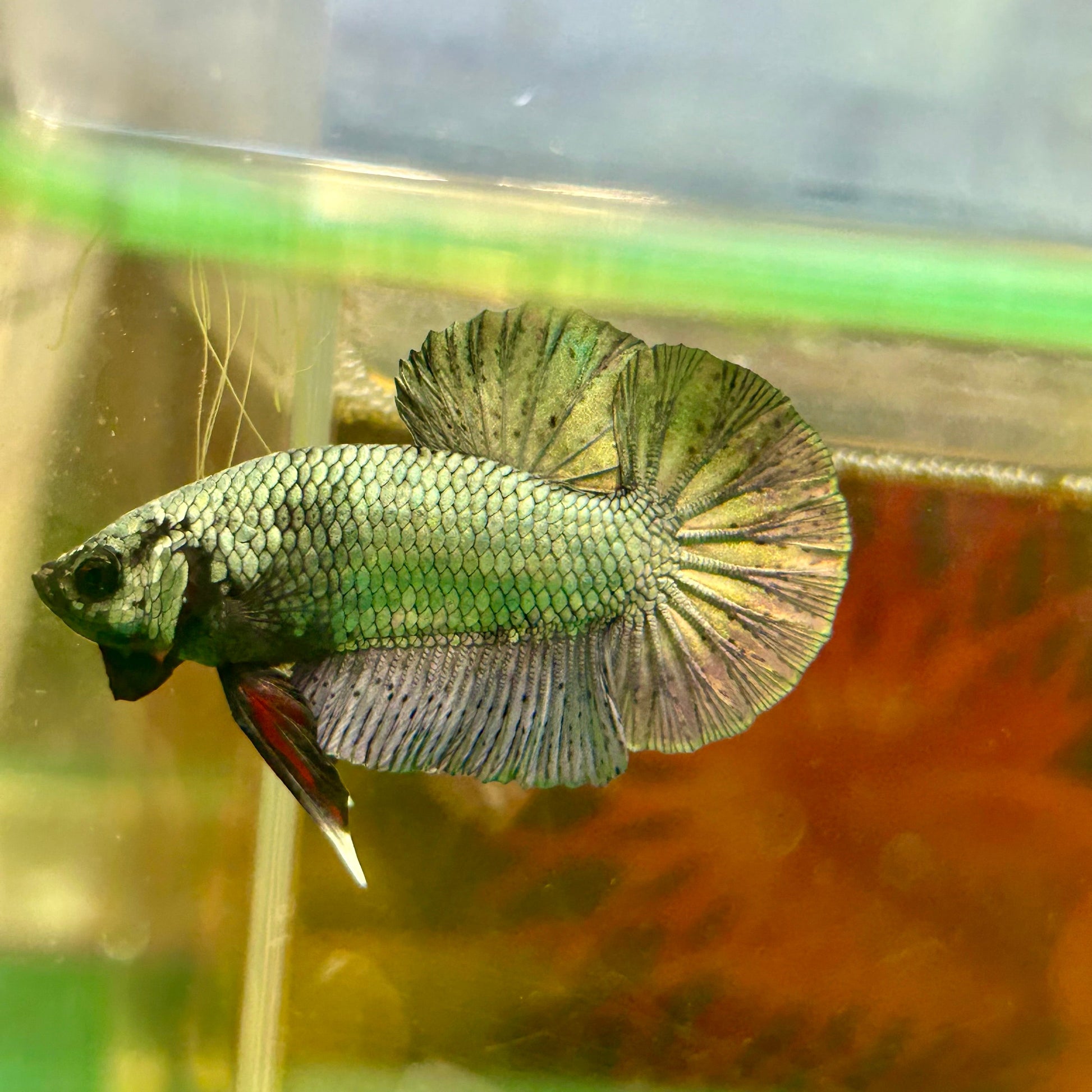 Solid Copper Plakat - Male Betta 131