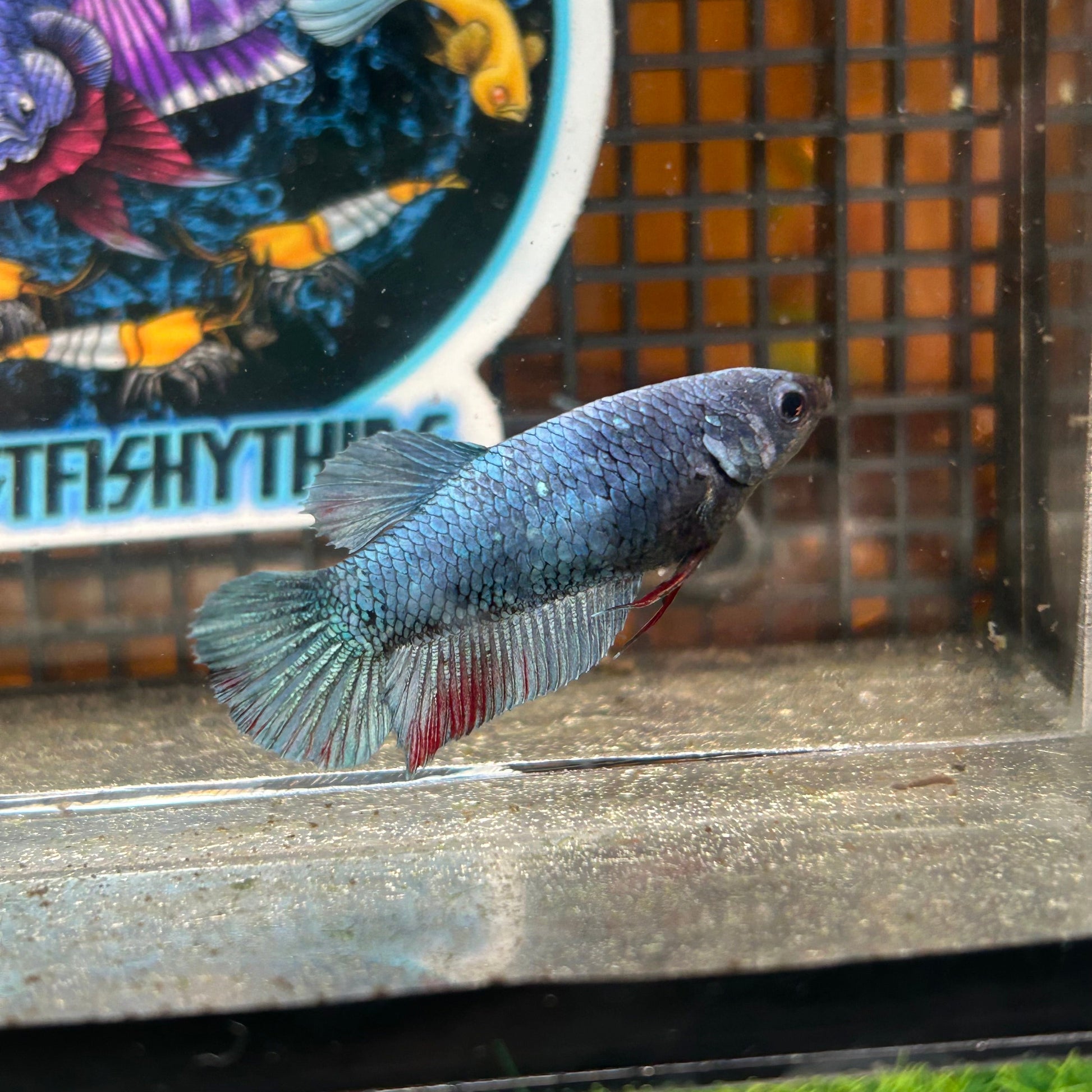 Steel Copper Plakat - Female Betta 59