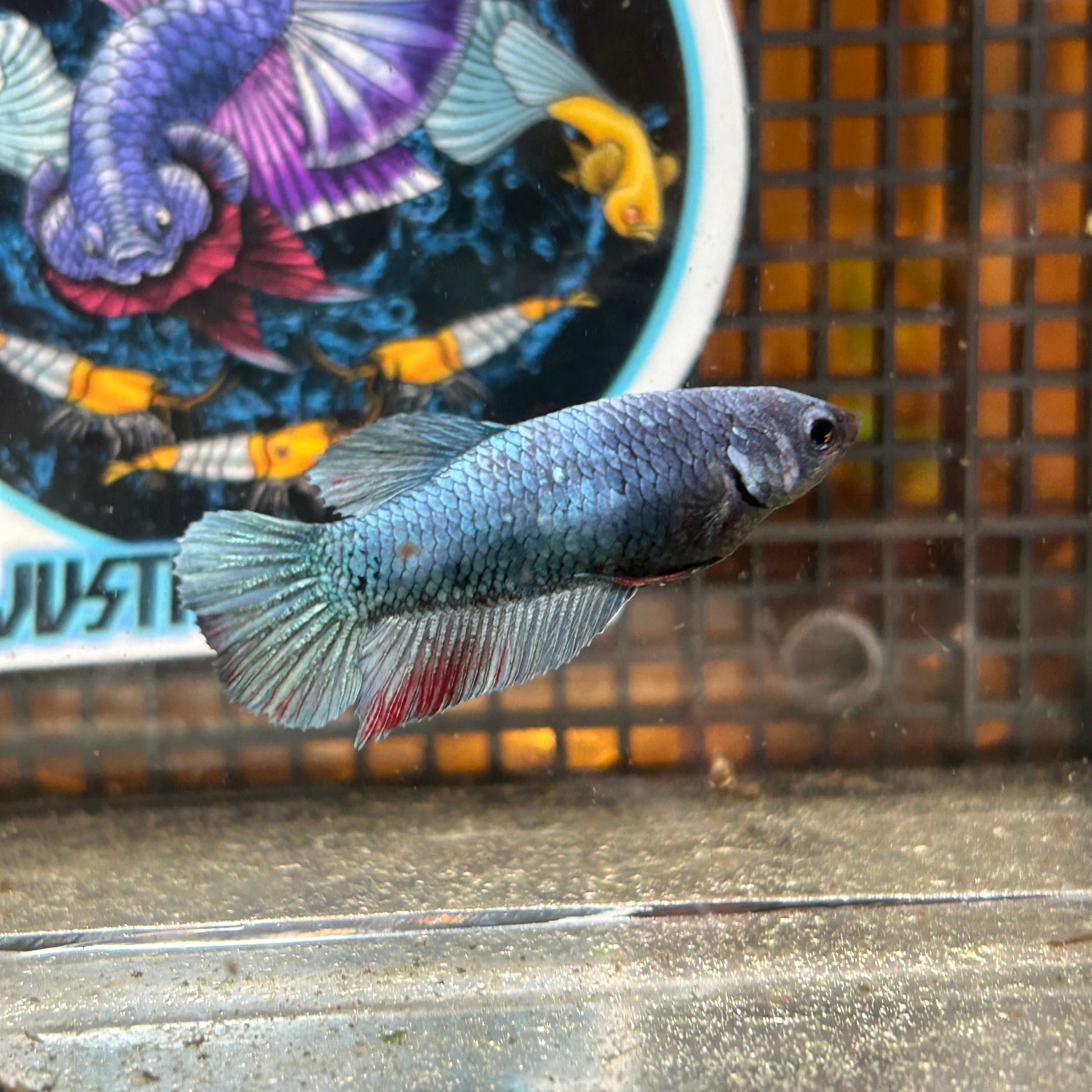 Steel Copper Plakat - Female Betta 59