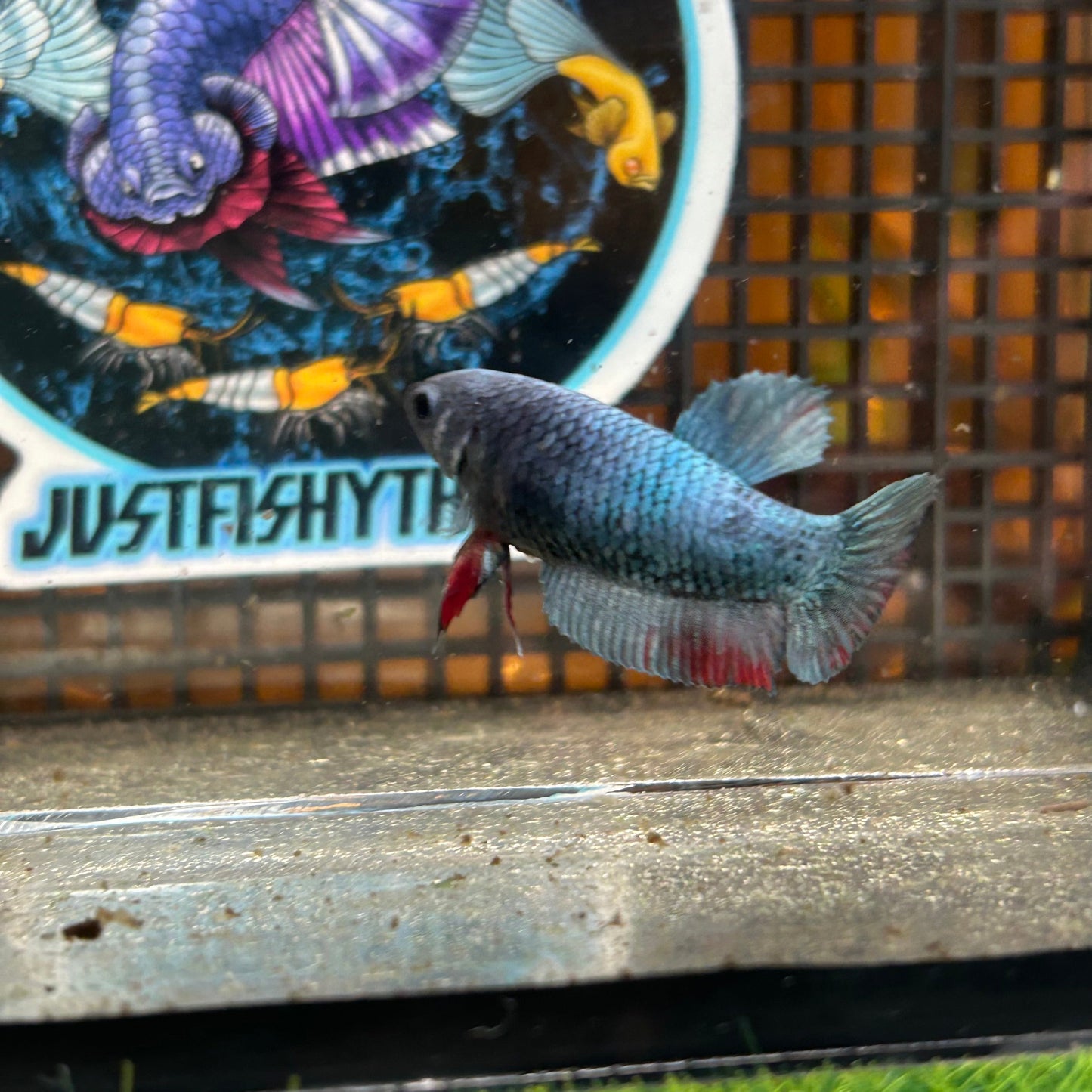 Steel Copper Plakat - Female Betta 59