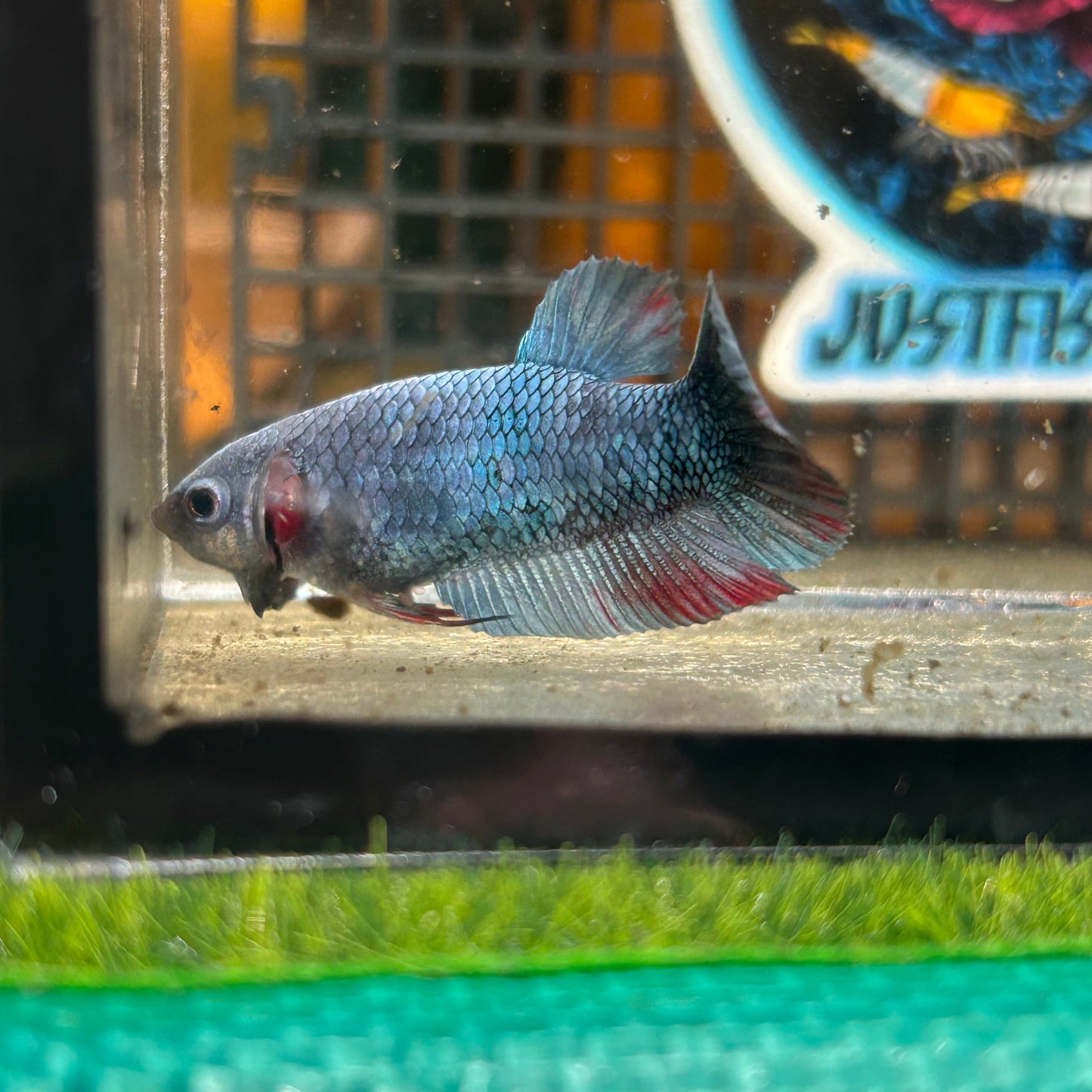 Steel Copper Plakat - Female Betta 59