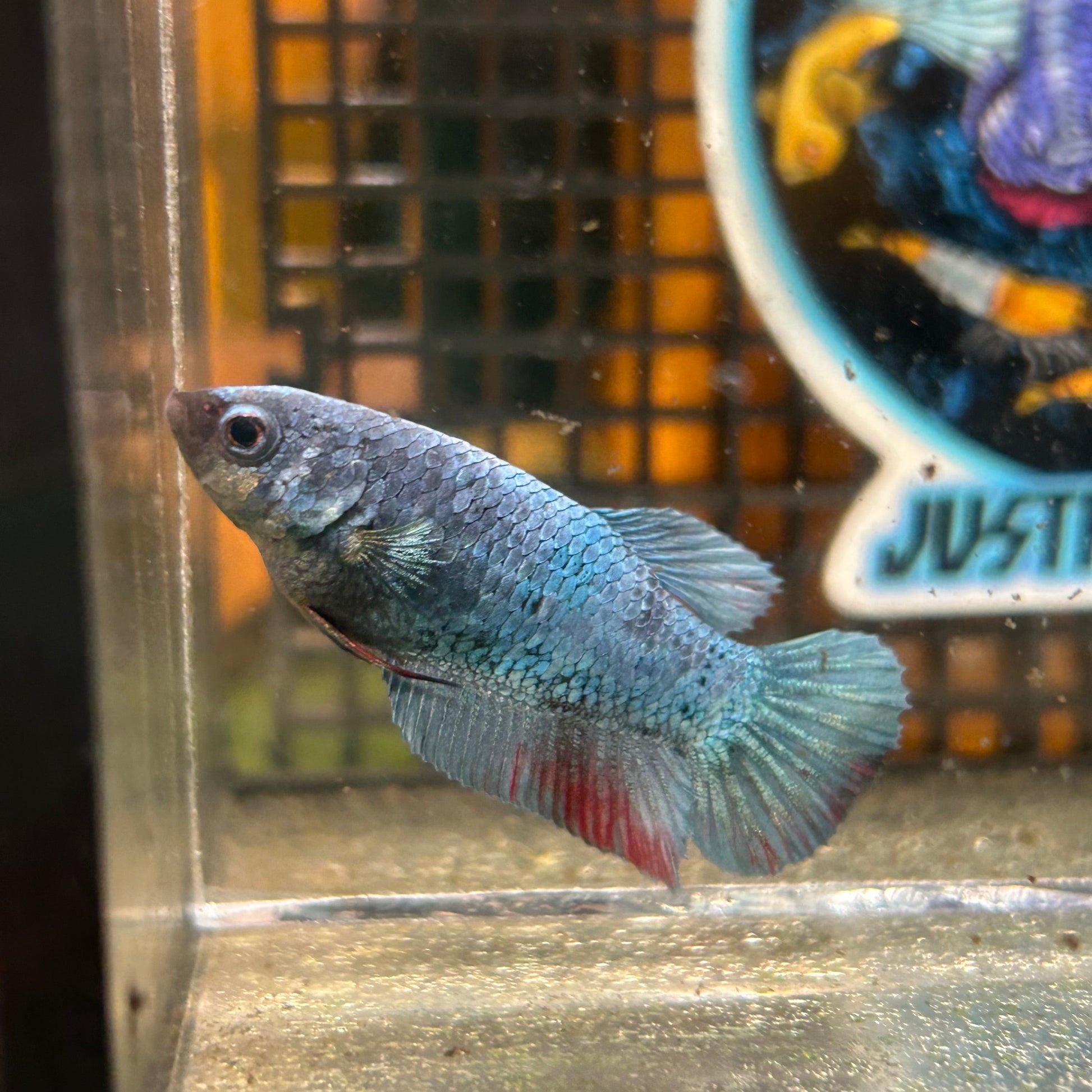 Steel Copper Plakat - Female Betta 59