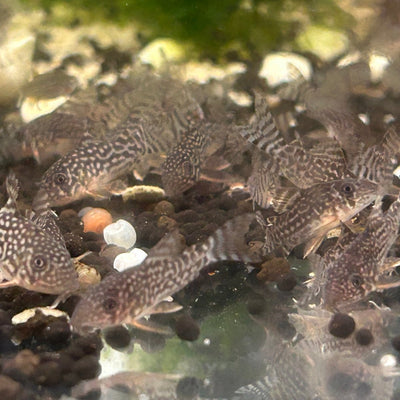Sterbai Corydoras