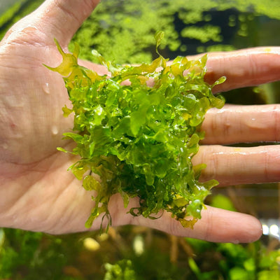 Subwassertang Pellia Moss