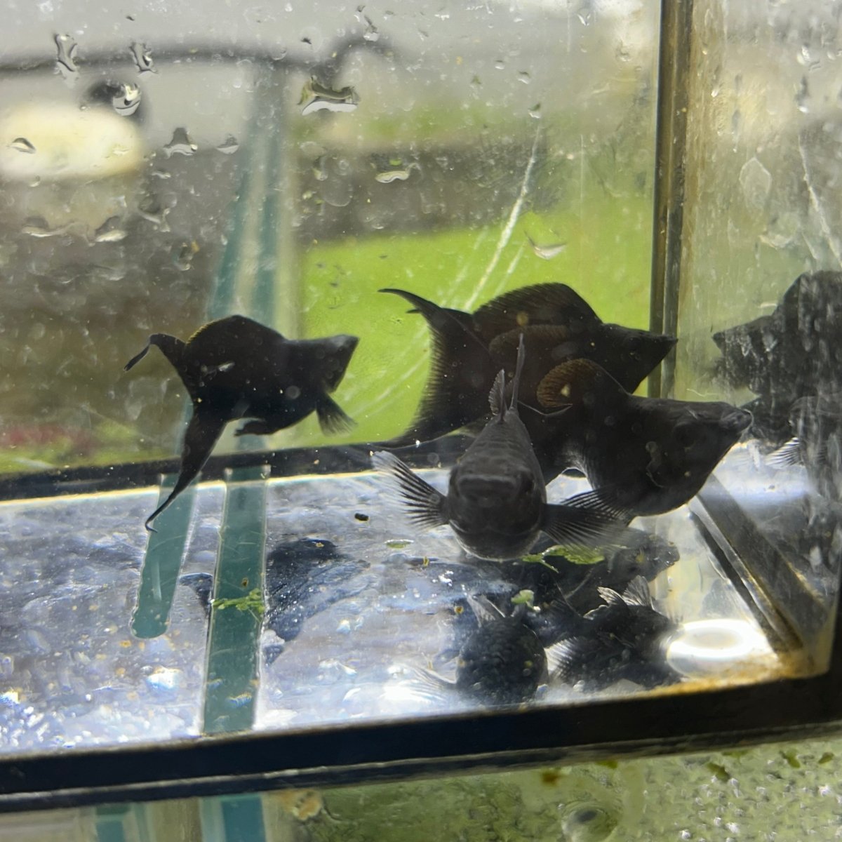 Super Black Balloon Molly Fish