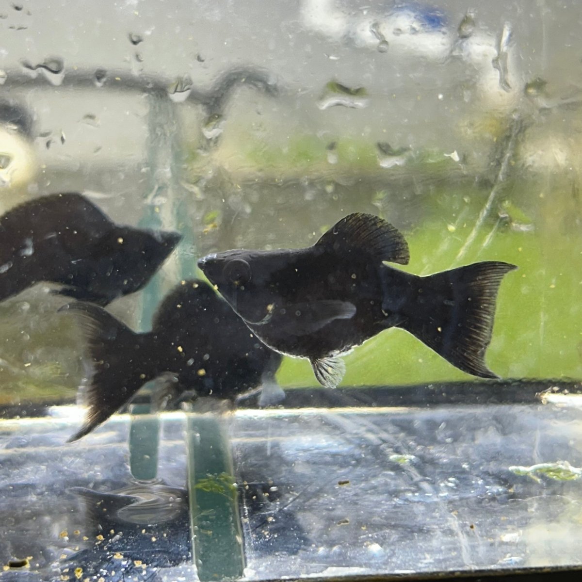 Super Black Balloon Molly Fish