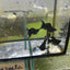 Super Black Balloon Molly Fish for Sale | Live Molly Fish | JustFishyThing Live Molly Fish Male balloon molly