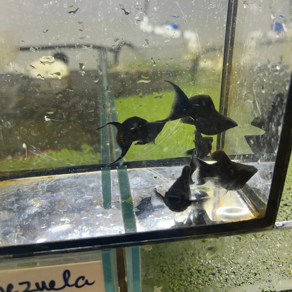 Super Black Balloon Molly Fish