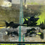 Super Black Balloon Molly Fish for Sale | Live Molly Fish | JustFishyThing Live Molly Fish Male balloon molly