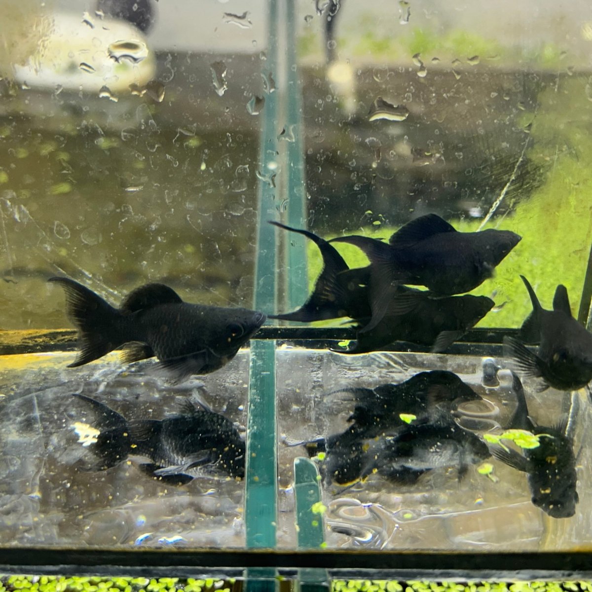 Super Black Balloon Molly Fish