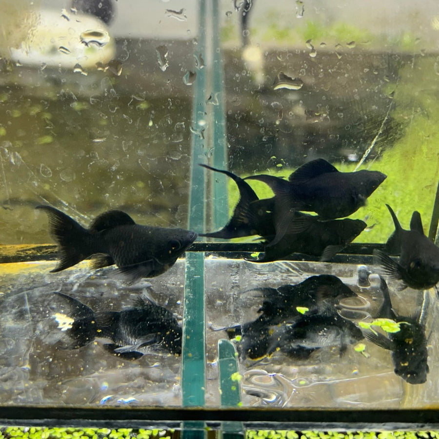 Super Black Balloon Molly Fish for Sale | Live Molly Fish | JustFishyThing Live Molly Fish Male balloon molly