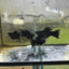 Super Black Balloon Molly Fish for Sale | Live Molly Fish | JustFishyThing Live Molly Fish Male balloon molly