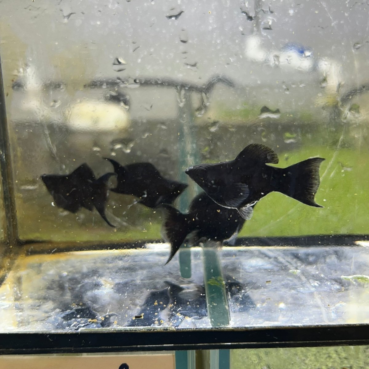 Super Black Balloon Molly Fish