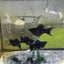 Super Black Balloon Molly Fish for Sale | Live Molly Fish | JustFishyThing Live Molly Fish Male balloon molly