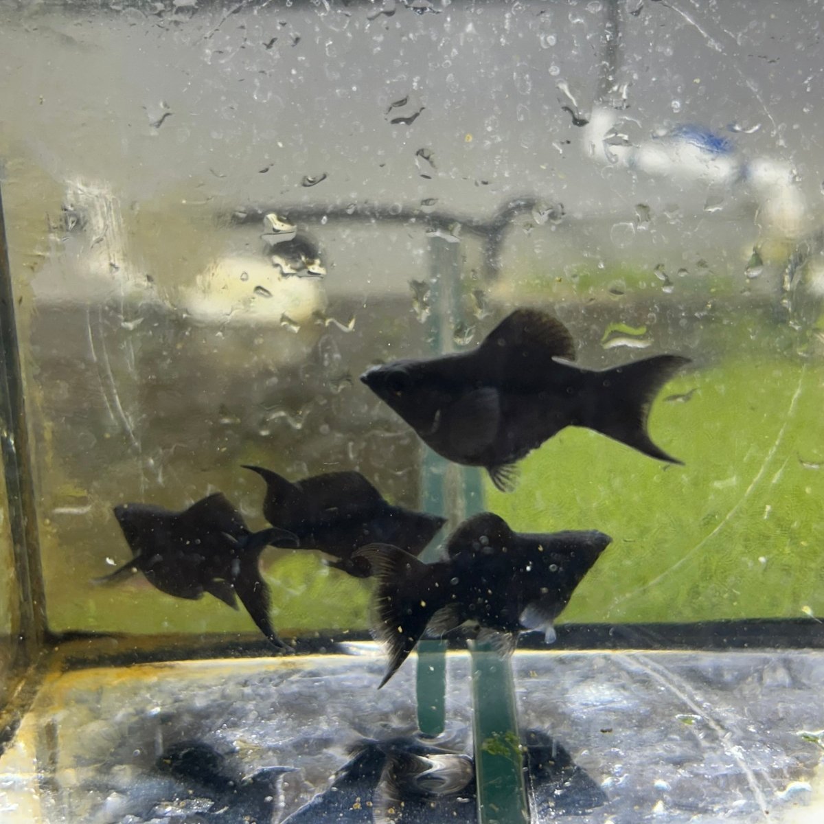 Super Black Balloon Molly Fish